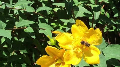 4K Macro Yellow Calendula with Bees Video stock 336307878