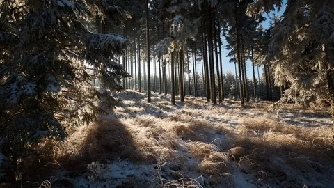 4K Magic forest with shadows and sunbeams on snow Stock Footage 119161005