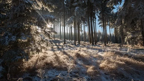 4K Magic forest with shadows and sunbeams on snow 2 Stock Footage 119161257