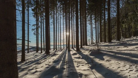 4K Magic winter forest with shadows and sun Stock Footage 119167284