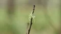 4K Magnolia Green Jumper (Lyssomanes viridis) Jumping Spider Waits For Prey 4k or 4k+ Resolution