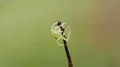 4K Magnolia Green Jumper (Lyssomanes viridis) Jumping Spider Waits For Prey 4k or 4k+ Resolution