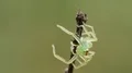 4K Magnolia Green Jumper (Lyssomanes viridis) Jumping Spider Jumps From Twig 4k or 4k+ Resolution