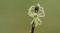 4K Magnolia Green Jumper (Lyssomanes viridis) Jumping Spider Crawls Up Twig 4k or 4k+ Resolution