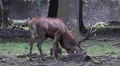 4k Majestic Red Deer eating in oak and beech forest 4k or 4k+ Resolution