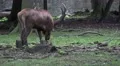 4k Majestic Red Deer eating in oak and beech forest 4k or 4k+ Resolution