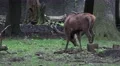 4k Majestic Red Deer eating in oak and beech forest 4k or 4k+ Resolution