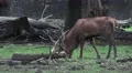 4k Majestic Red Deer eating in oak and beech forest 4k or 4k+ Resolution