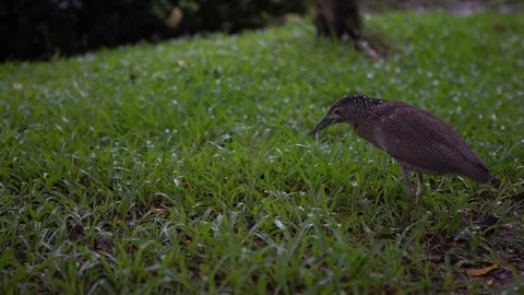 4K of Malayan night heron hunting a earthworm for eat in park a raining day -Dan Stock Footage