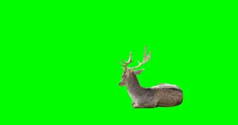 4K male deer gazelle on green screen sitting and looking around, stands and walk Stock Footage