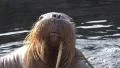 4k Male Walrus fascial expression closeup 4k or 4k+ Resolution