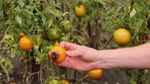 4K A man picks a tomato with brown spot. Diseases of tomatoes. Stock Footage 258057965