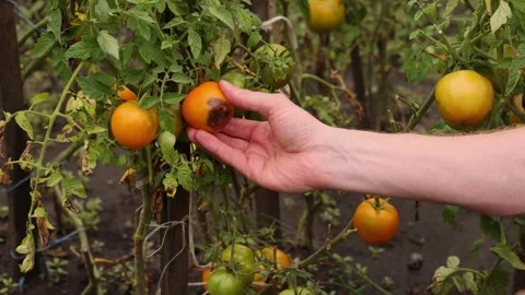 4K A man picks a tomato with brown spot. Stock Footage 261304947