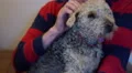 4K Man in stripy blazer pets terrier, points at camera 4k or 4k+ Resolution