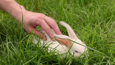 4K Man stroking white fluffy bunny. Man with white rabbit on the lawn. 스톡 동영상 257447025