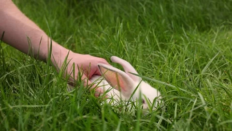 4K Man stroking white fluffy bunny. Man with white rabbit on the lawn. 스톡 동영상 269825000