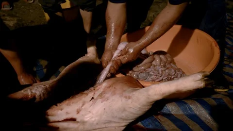 4K, Man take out and clean intestines and guts of pigs freshly slaughtered-Dan Stock Footage 103384547