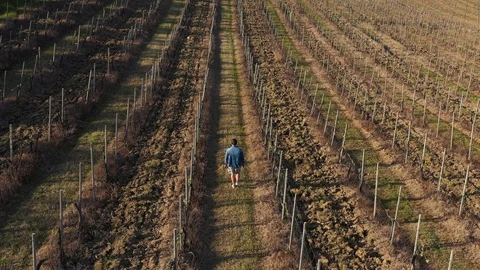 4K Man walking trough the grapevines Stock Footage 128135024