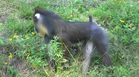 4k Mandrill monkeys searching food sunny grass meadow Stock Footage 58317802