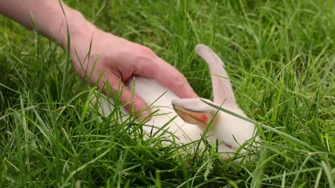 4K Mans hand stroking white fluffy bunny. Man with white rabbit on the lawn. Stock Footage 256996373