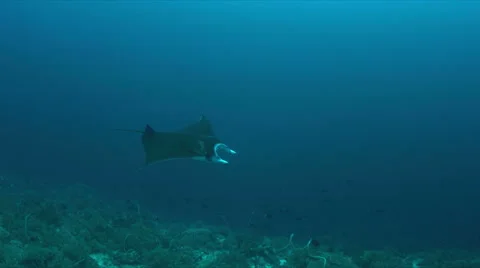 4k Manta ray on a coral reef Stock Footage