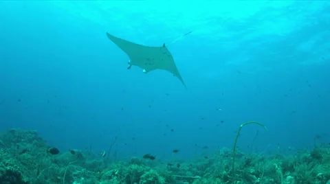 4k Manta ray on a coral reef Stock Footage