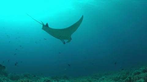 4k Manta ray on a coral reef Stock Footage