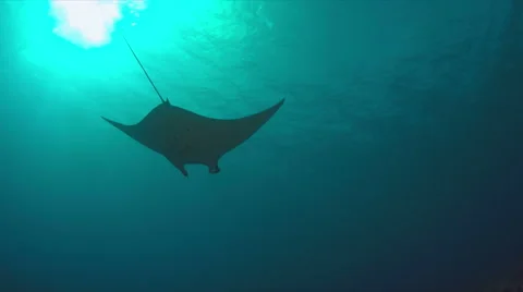 4k Manta ray swimming in blue water Stock Footage