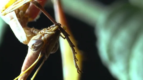 4K, Mantis stick, conehead mantis (Empusa pennata) cleaning a front leg Video stock 106929828