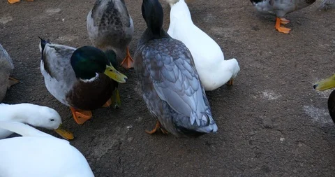 4K Many ducks eating Stock Footage 100111180