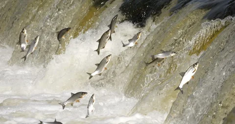 4K - Many fish jump over the river waterfall. Slow-mo Video stock 314224565