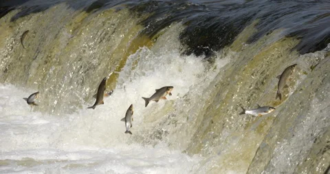 4K - Many fish jump over the river waterfall. Close-up Stock Footage 314278791