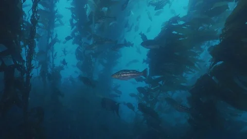 4k many fish in kelp forest Stock Footage 117397599