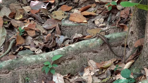 4k,  Many-lined sun skink Lizard crawling through leaves. Angkor Thom Temple-Dan Stock Footage 119056425