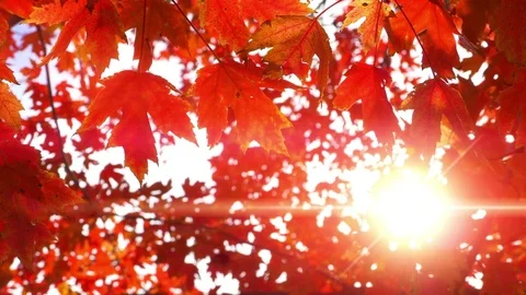 4K Maple Fall Autumn Leaves, Beautiful Red Light Nature Forest Bright Lens Flare Vidéo 83934634