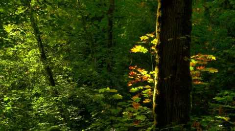 4K Maple Tree in Autumn, Glint of Sunlight Through Forest Canopy in Fall Stock Footage 68163688