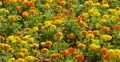 4K Mary Gold Flowers 02 Botanical Garden 4k or 4k+ Resolution
