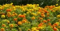 4K Mary Gold Flowers 03 Botanical Garden 4k or 4k+ Resolution