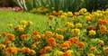 4K Mary Gold Flowers 04 Botanical Garden 4k or 4k+ Resolution