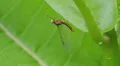 4K Mayfly (Maccaffertium sp.) 2 4k or 4k+ Resolution
