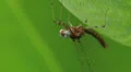 4K Mayfly (Maccaffertium sp.) 3 4k or 4k+ Resolution