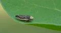 4K Meadow Spittlebug (Philaenus spumarius) 1 4k or 4k+ Resolution