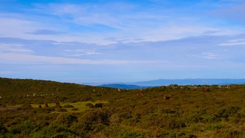 4K, meadows of the mountains of northern Spain with wild horses grazing Stock Footage 106930556