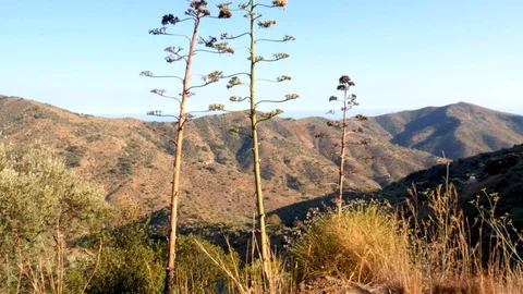 4K Mediterranean typical landscape Stock Footage 115214077