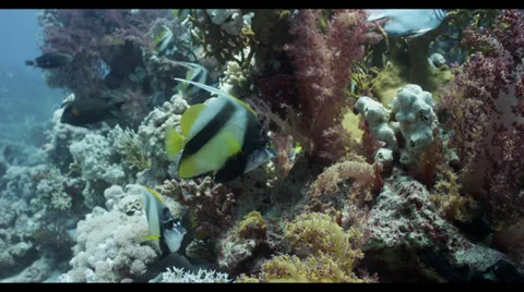 4K : medium, coral fish scene Stock Footage 35872935