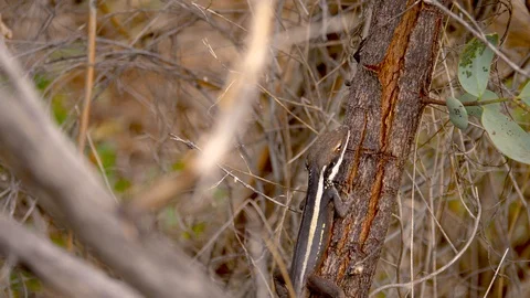 4K, Medium shot of an Australian reptile on the trunk of a tree Stock Footage 106928813