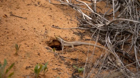 4K, Medium shot of an Australian reptile on the edge of a hole in the ground Stock Footage 106928944