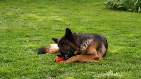4K. Medium shot. A beautiful German shepherd lies on the grass and looks around Stock Footage 130590025