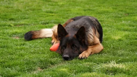 4K. Medium shot. A beautiful German shepherd lies on the grass and looks around Stock Footage 130590046