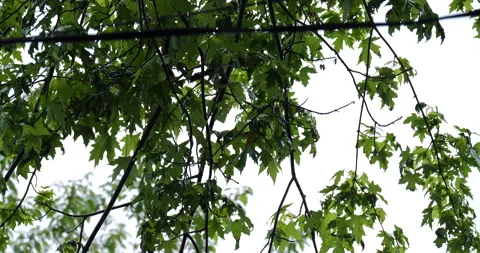 4K MEDIUM SHOT OF BIRD IN TREE DURING A RAIN STORM Stock Footage 131127324